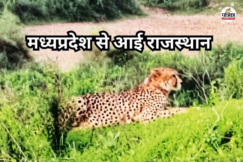 female-cheetah-jwala