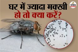 How To Get Rid Of Flies:घर में मक्खियों की एंट्री कैसे रोकें? जानिए बारिश के
मौसम की खास सावधानियां - image