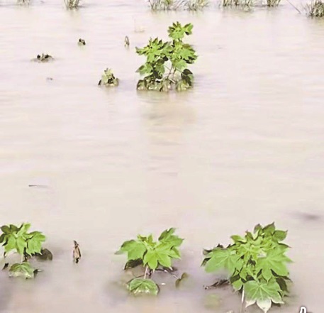 flood