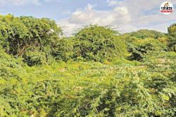 Aravalli Mountain: चुभ रहा जूली फ्लोरा का ‘कांटा’, खत्म हो रही वनस्पति, कैसे
सुरक्षित होगी राजस्थान की अरावली पर्वतमाला ? - image