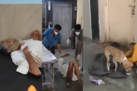elderly man left with worms in his body guna hospital 5 days mp news