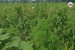 Banswara Crime : बांसवाड़ा में मक्का की आड़ में गांजे की अवैध खेती, आरोपी
गिरफ्तार - image