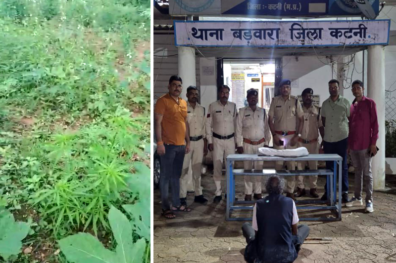 Illigal Ganja Farming