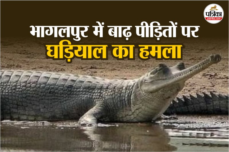 bhagalpur crocodile attacks flood victims