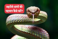 how to identify Poisonous Snakes