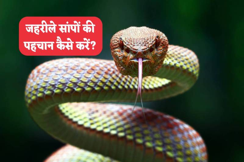 how to identify Poisonous Snakes