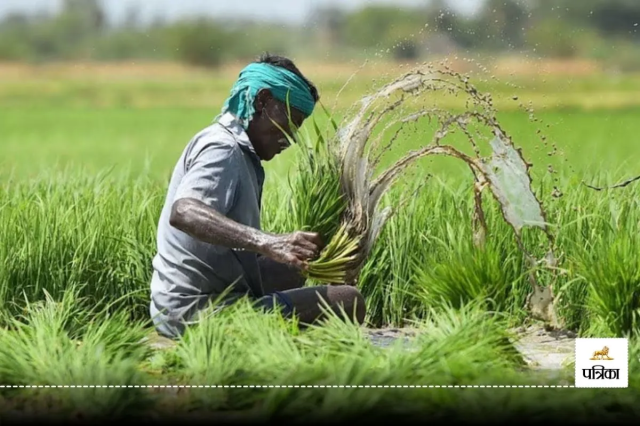 किसानों को फसल बीमा योजना क्लेम का इंतजार, पत्रिका फोटो