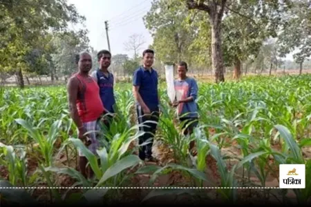 मक्का की फसलों पर फॉल आर्मीवर्म कीट का अटैक, पत्रिका फोटो
