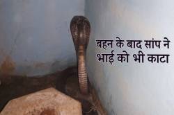 बहन के बाद सांप ने भाई को भी काटा, दोनों की मौत.. - image