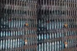 घर में खाद की 250 बोरियां छिपाकर रखने वाला समिति प्रबंधक निलंबित - image