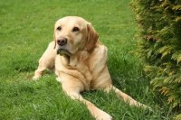 Labrador