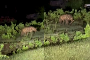 Hyenas Fear