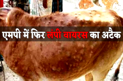 एमपी में मंडराया लंपी वायरस का खतरा, गोशालाओं में गोवंश को हरी घास खिलाने पर
लगाया प्रतिबंध - image