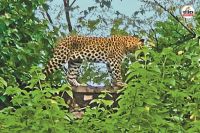 leopard-entry-in-Tonk-Road-factory