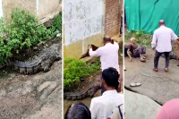 Crocodile Rescue Video