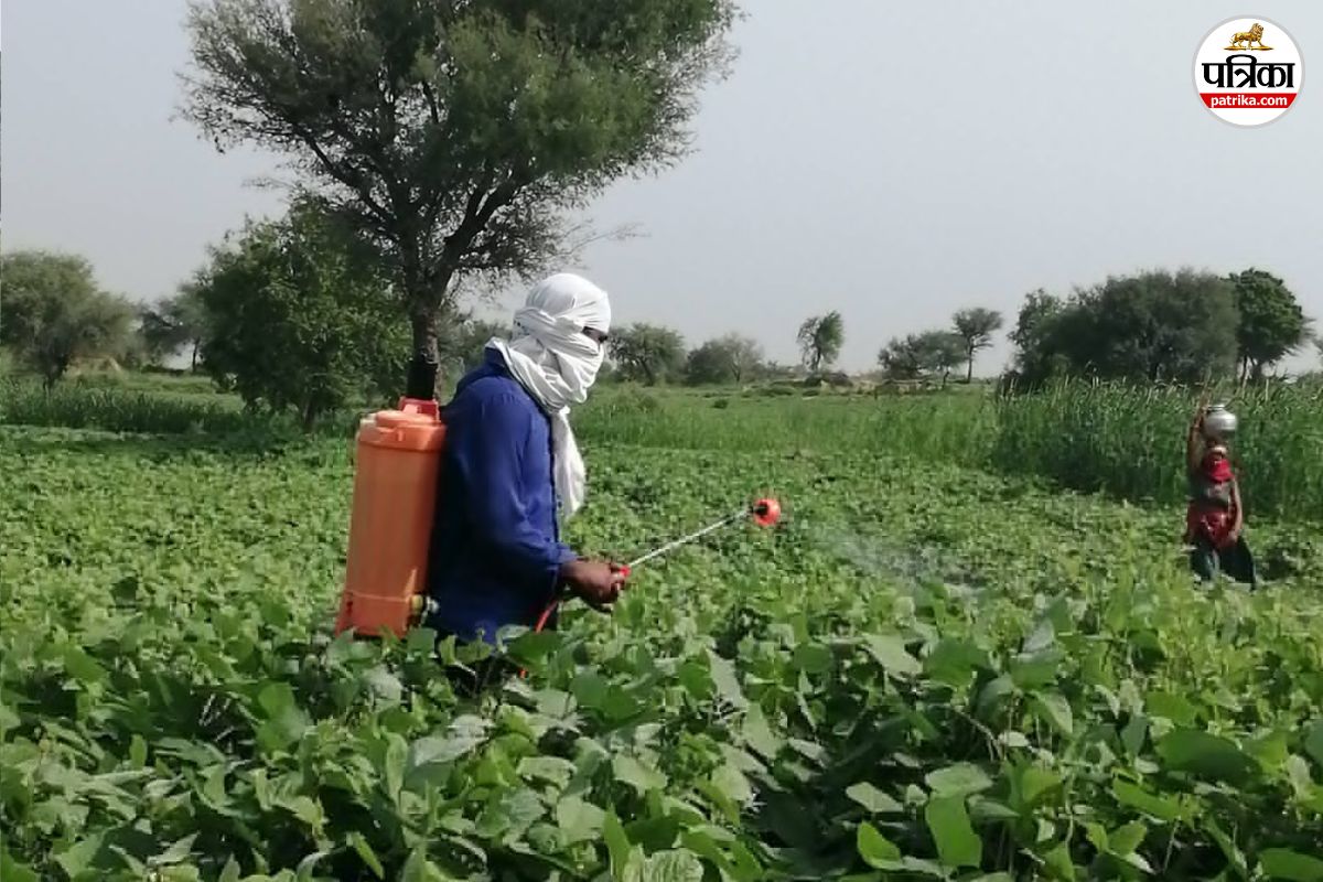 moong Farming in Rajasthan