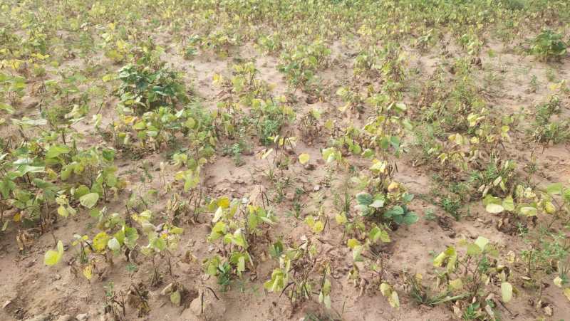 इस प्रकार हुआ था फसल खराबा