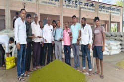 Mandi Bhav: कृषि उपज मंडी में नए मूंग की आवक, 9011 रुपए क्विंटल बिका,
व्यापारियों ने बढ़-चढ़कर बोली लगाई - image