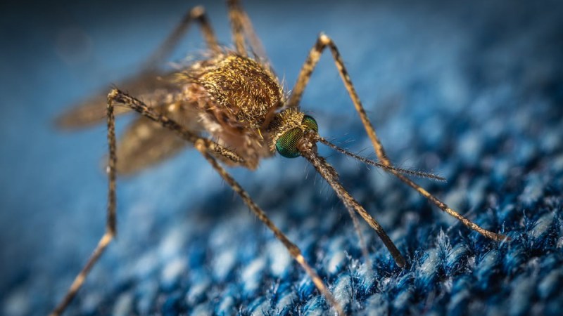 mosquito species dengue malaria chikungunya risk UP