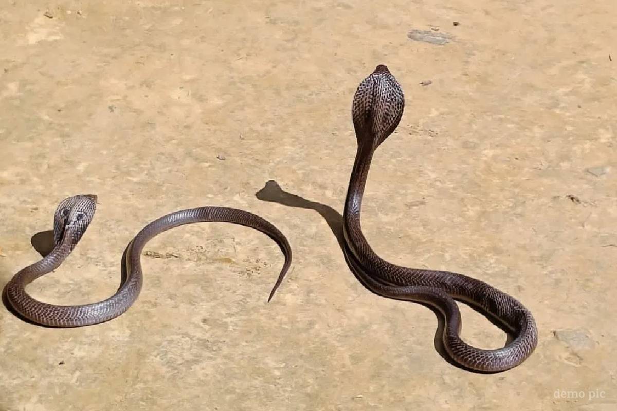 युवती की जान लेने के बाद भी घर में छिपा था नाग-नागिन का जोड़ा..