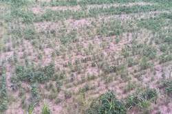 Pali News: समय से पहले आए मानसून ने अब किसानों को दिया ‘धोखा’, दम तोड़ने लगी
फसलें, नुकसान का अंदेशा - image