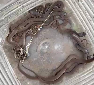 बेडमा गांव में कोबरा सांप का कुनबा निकलने से दहशत