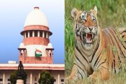सरिस्का सीटीएच: सॉलिसिटर जनरल ने मांगा समय, दो सप्ताह में जवाब देगी सरकार - image