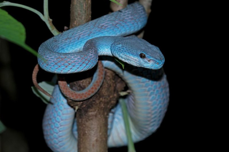 snake park ujjain 50 species king cobra mp news