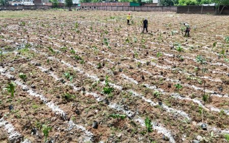 plantation