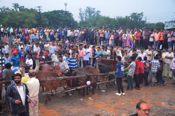 राजधानी में बैल दौड़ का रोमांच देखते लोग। 