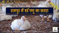 rampur bird flu 10 km restricted zone 21 days poultry ban