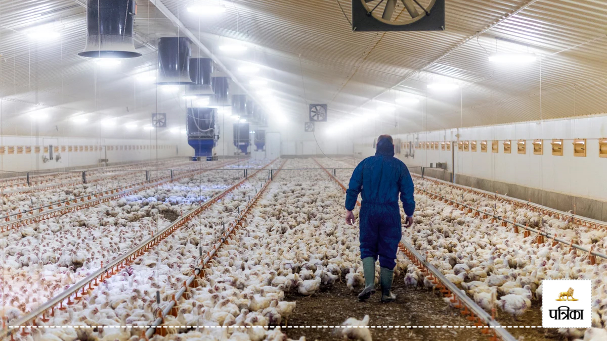 rampur bird flu 20000 chickens dead cm yogi warning