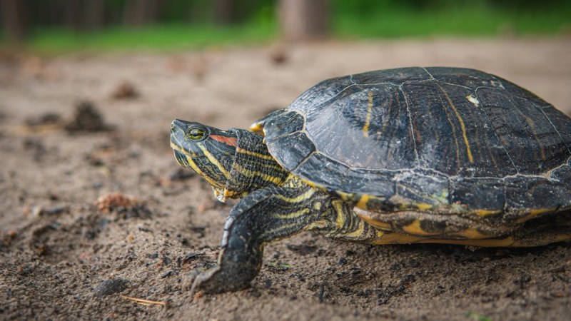rare 18kg turtle found villagers kept in drum sambhal