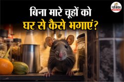 Home Remedies For Rats: घर में ‘चूहों’ का बढ़ता आतंक? जानिए इन्हें बिना मारे
भगाने के आसान उपाय - image