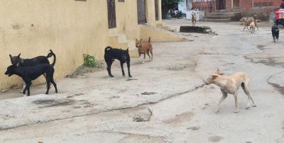 सिरोही. एक कॉलोनी में आवारा श्वानों का झुंड।