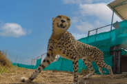 roaming freely cheetah corridor kuno national park sheopur mp news