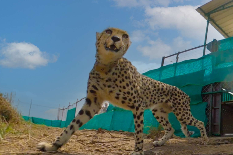 roaming freely cheetah corridor kuno national park sheopur mp news
