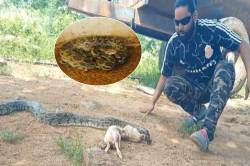 मुर्गे निगलकर कुंडली मारकर बैठे अजगर ने कुछ देर बाद किया ‘सरेंडर’, video - image