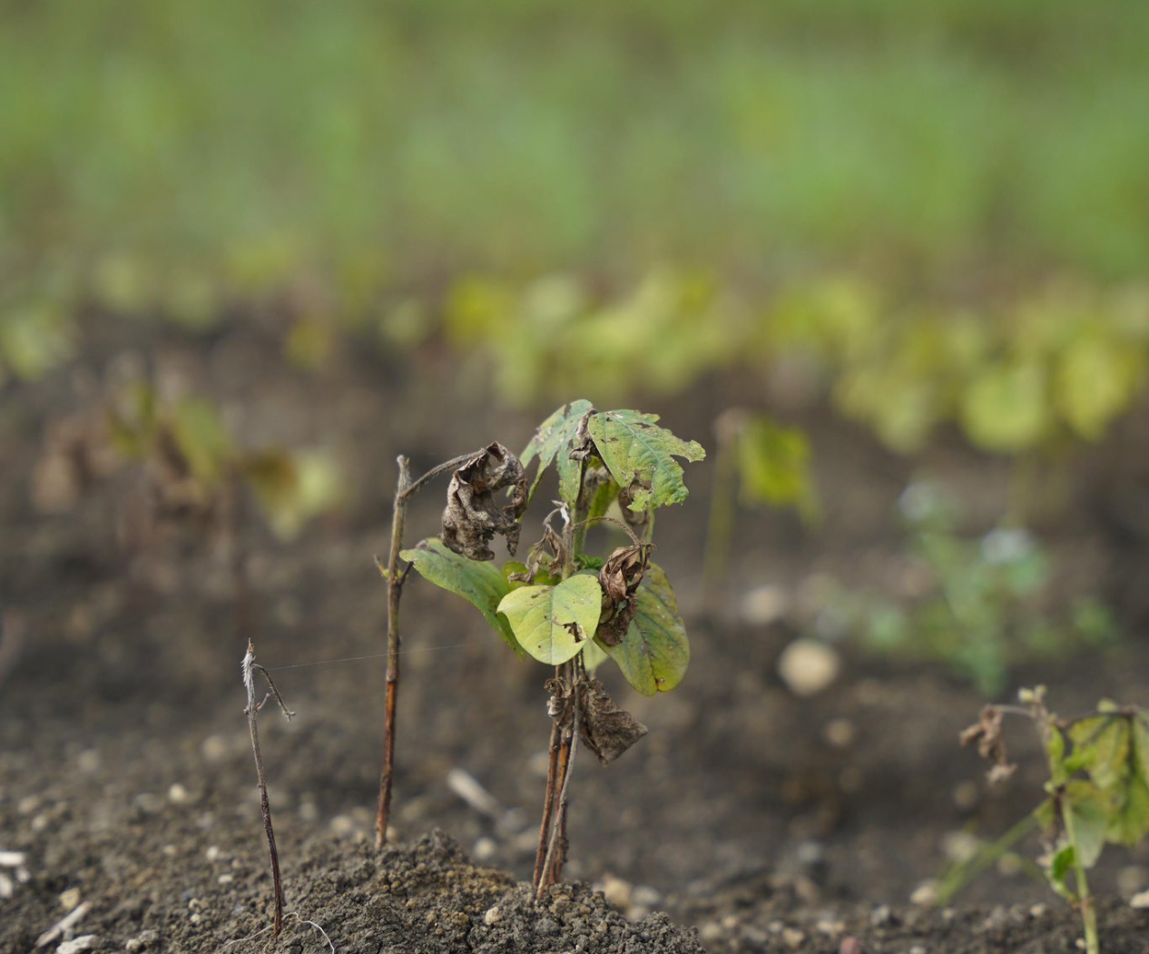 Soybeans burning after herbicide spraying in MP