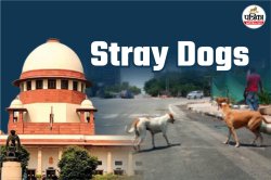 Stray Dogs को लेकर 11 दिन के अंतराल पर सुप्रीम कोर्ट के 2 ऑर्डर, नए आदेश में
क्या नहीं बदला? यहां विस्तार से जानें - image