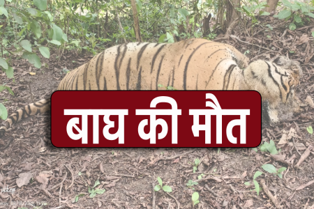 Pench Tiger Reserve Seoni