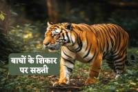 tiger hunting in MP