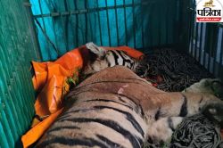 Tiger rescue: आदमखोर बाघ पकड़ा गया, किसान को मारकर गन्ने के खेत में छिपा था,
जानिए किस बीमारी से था पीड़ित? - image