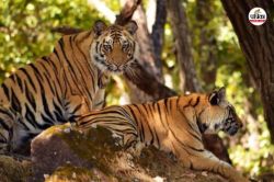 सम्पादकीय : कागजी साबित हो रही बाघों की निगरानी - image