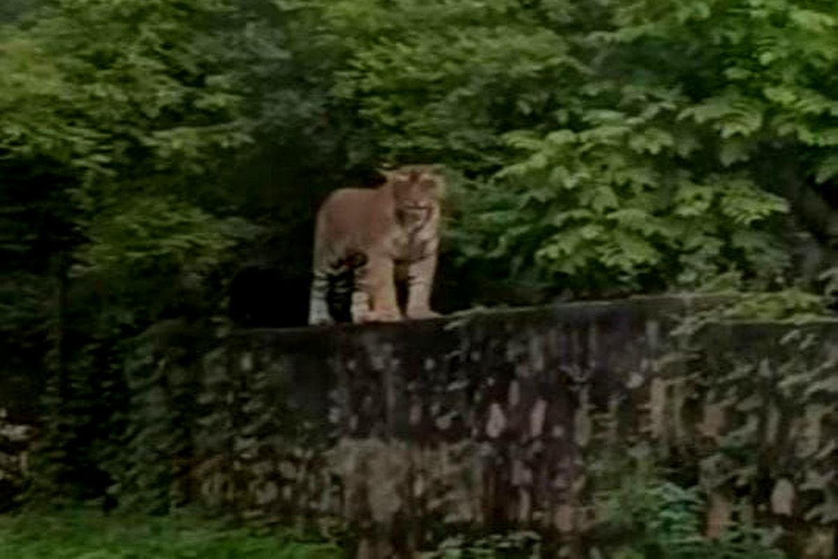बाघों के प्राकृतिक कॉरिडोर में टाइगर रिजर्व के बीच हाइवे बना बाधक