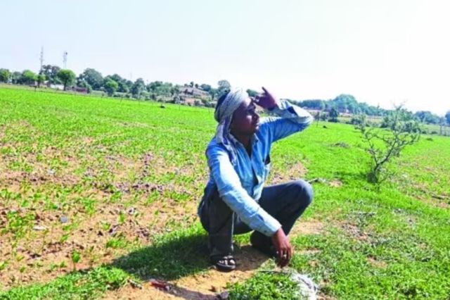 farmer