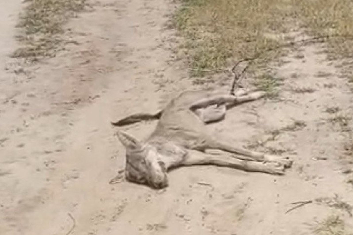 wolf attack in jodhpur