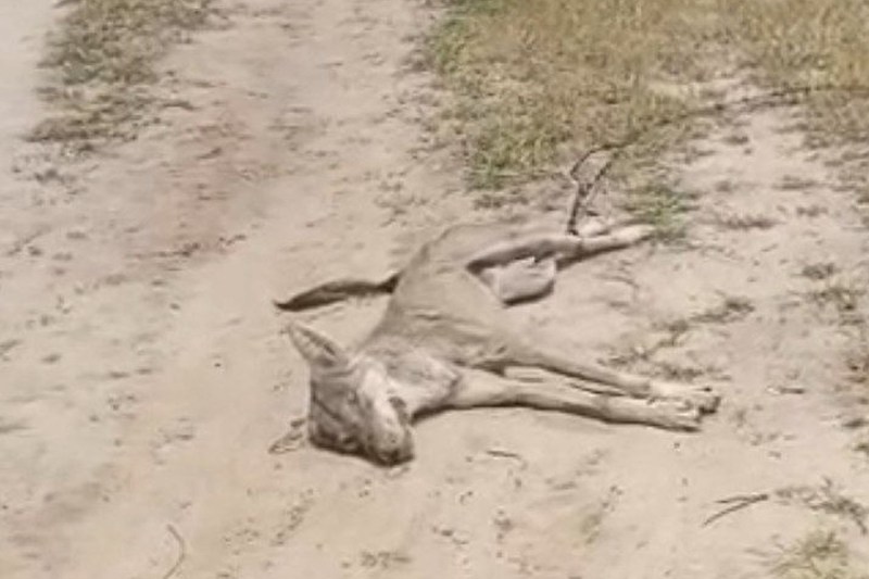 wolf attack in jodhpur