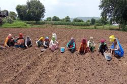 VIDEO: लाल प्याज की फसल रोपाई में जुट रहे किसान - image