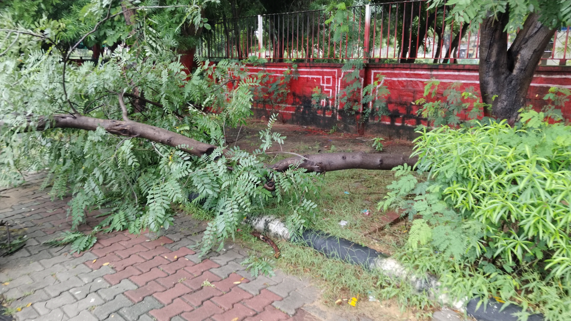 जयपुर में सोमवार को आई बारिश से कॉमर्स कॉलेज के पास टूटकर गिरा पेड़। फोटो पत्रिका